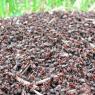 Сонник рыжие муравьи к чему снятся