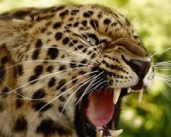 К чему снится леопард маленький