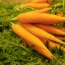 Морковь польза и вред при похудении